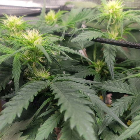 Auto NYC Diesel growlog photo: Amy and her growth