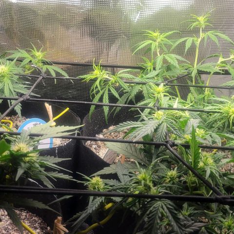 Auto NYC Diesel growlog timeline photo