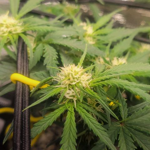 Auto NYC Diesel growlog timeline photo