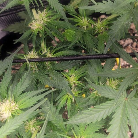 Auto NYC Diesel growlog timeline photo
