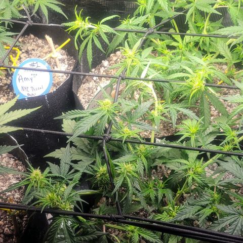 Auto NYC Diesel growlog timeline photo