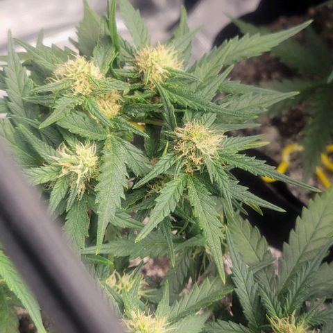 Auto NYC Diesel growlog photo: Suffered some wind burn on one of the plants, but moving forward. 