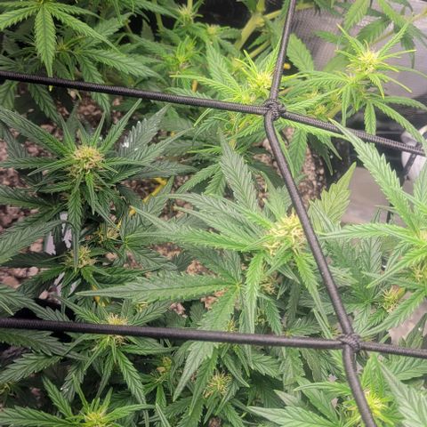 Auto NYC Diesel growlog photo: Suffered some wind burn on one of the plants, but moving forward. 