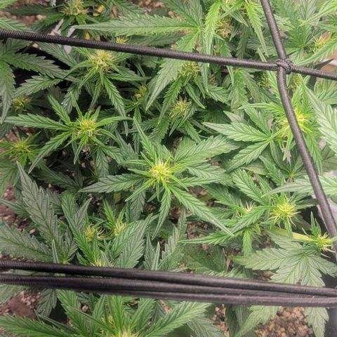 Auto NYC Diesel growlog photo: Suffered some wind burn on one of the plants, but moving forward. 