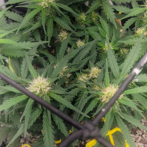 Auto NYC Diesel growlog photo: Suffered some wind burn on one of the plants, but moving forward. 