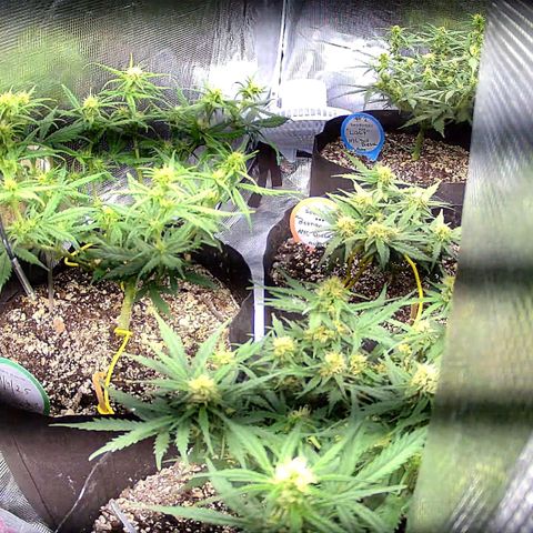 Auto NYC Diesel growlog timeline photo