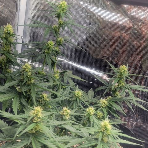 Auto NYC Diesel growlog photo: Updated pics. Feeding tomorrow am