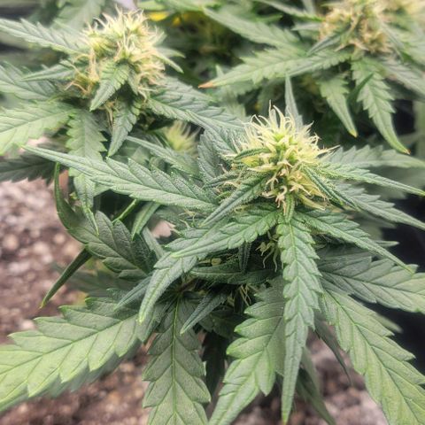Auto NYC Diesel growlog photo: Updated pics. Feeding tomorrow am