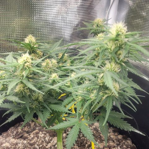 Auto NYC Diesel growlog photo: Updated pics. Feeding tomorrow am