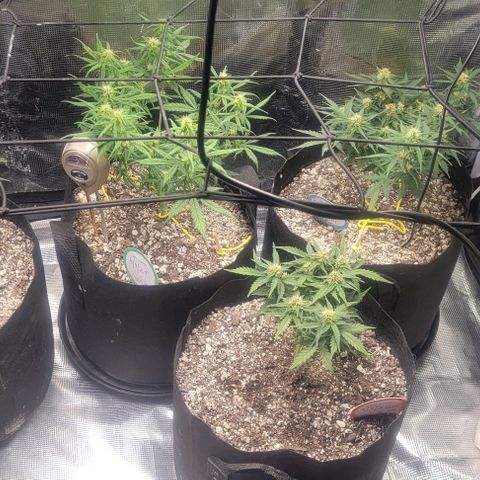 Auto NYC Diesel growlog photo: Updated pics. Feeding tomorrow am