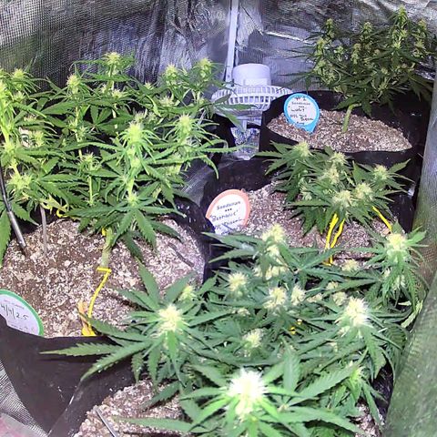 Auto NYC Diesel growlog photo: Updated pics. Feeding tomorrow am