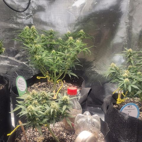 Auto NYC Diesel growlog timeline photo