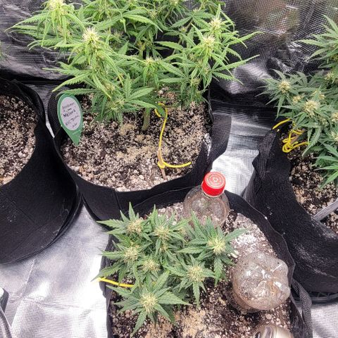 Auto NYC Diesel growlog timeline photo