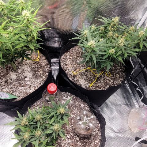 Auto NYC Diesel growlog timeline photo