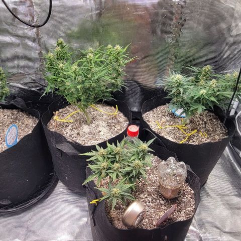 Auto NYC Diesel growlog timeline photo