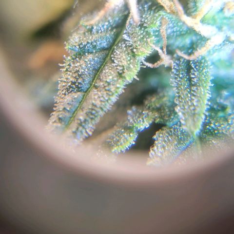 Auto NYC Diesel growlog timeline photo
