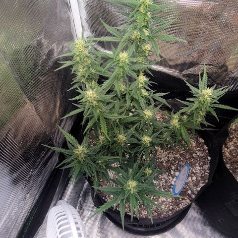 Auto NYC Diesel growlog timeline photo