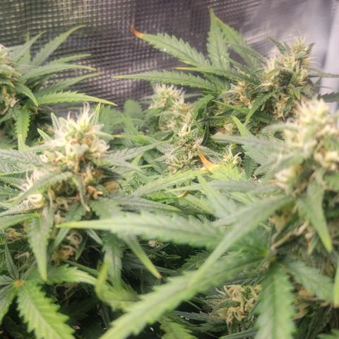 Auto NYC Diesel growlog photo: Few pics of the girls. 
