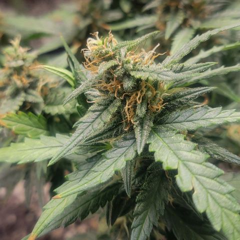Auto NYC Diesel growlog photo: Few pics of the girls. 