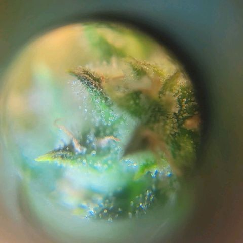 Auto NYC Diesel growlog photo: Few pics of the girls. 