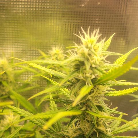 Auto NYC Diesel growlog photo: Few pics of the girls. 