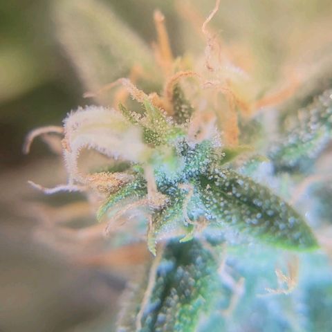 Auto NYC Diesel growlog photo: Few pics of the girls. 