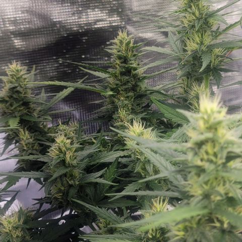 Auto NYC Diesel growlog photo: Few pics of the girls. 