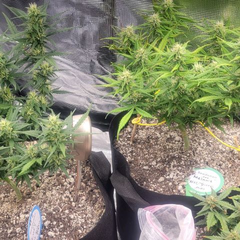 Auto NYC Diesel growlog photo: Few pics of the girls. 