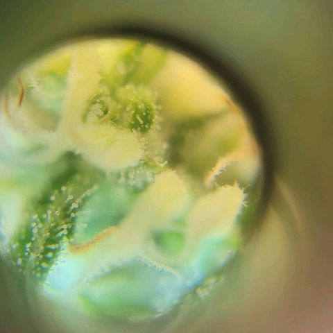 Auto NYC Diesel growlog photo: Few pics of the girls. 