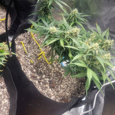 Auto NYC Diesel growlog photo: Few pics of the girls. 
