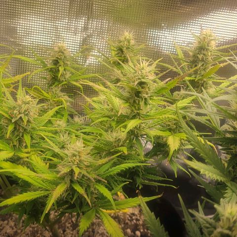 Auto NYC Diesel growlog timeline photo
