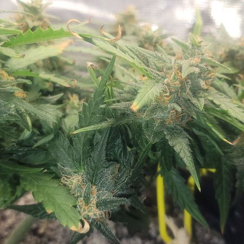 Auto NYC Diesel growlog timeline photo