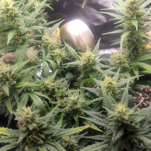 Auto NYC Diesel growlog timeline photo