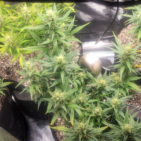 Auto NYC Diesel growlog timeline photo