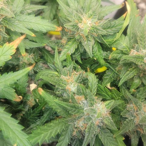 Auto NYC Diesel growlog timeline photo