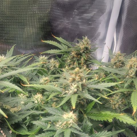 Auto NYC Diesel growlog timeline photo