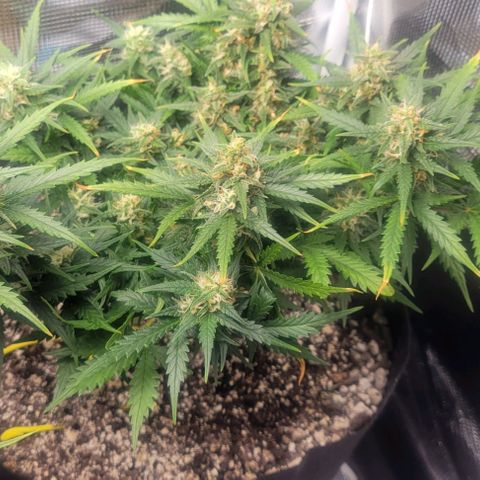 Auto NYC Diesel growlog timeline photo