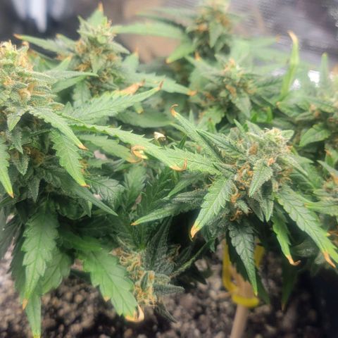 Auto NYC Diesel growlog timeline photo