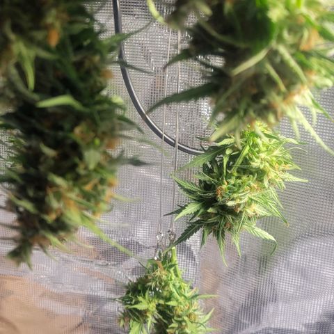Auto NYC Diesel growlog timeline photo