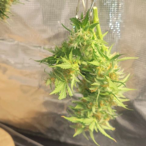 Auto NYC Diesel growlog timeline photo