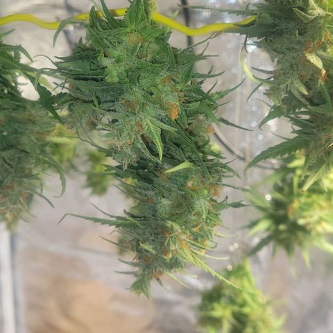 Auto NYC Diesel growlog timeline photo
