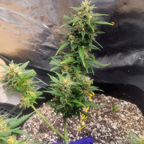 Auto NYC Diesel growlog timeline photo