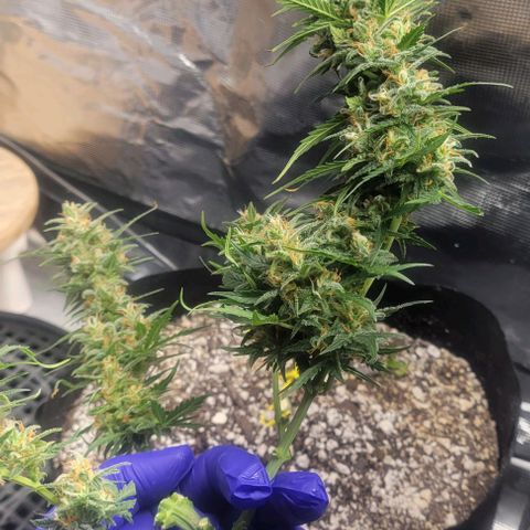 Auto NYC Diesel growlog timeline photo