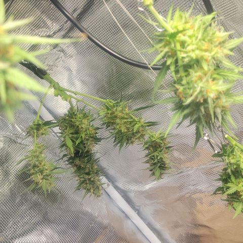 Auto NYC Diesel growlog timeline photo