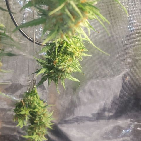 Auto NYC Diesel growlog timeline photo