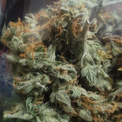 Auto NYC Diesel growlog photo: Final dry weight about 50g 