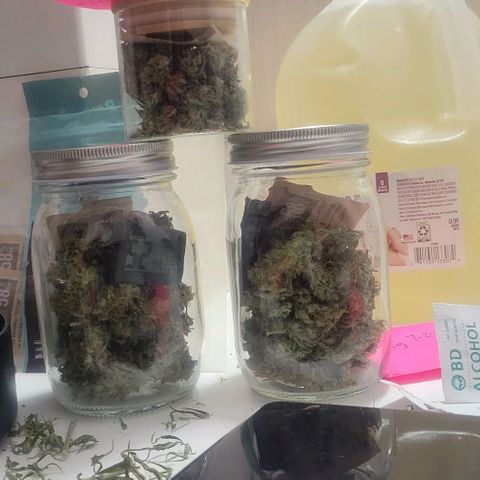 Auto NYC Diesel growlog photo: Final dry weight about 50g 
