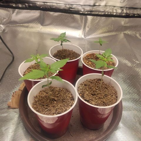 Purple kush growlog timeline photo