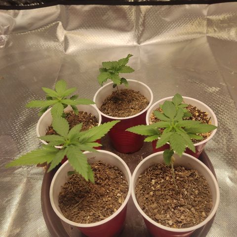 Purple kush growlog photo:  La ak 2 se está agachando, tiene un color raro en el tallo