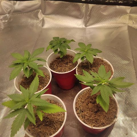 Purple kush growlog timeline photo